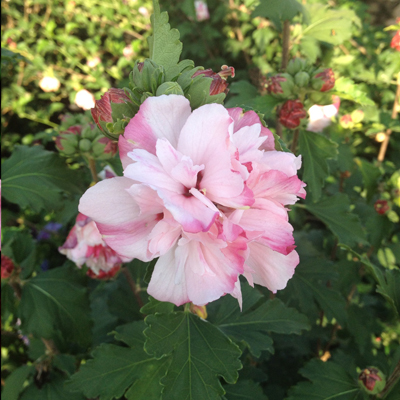 Peppermint Smoothie Rose of Sharon 'Althea' 3-5G