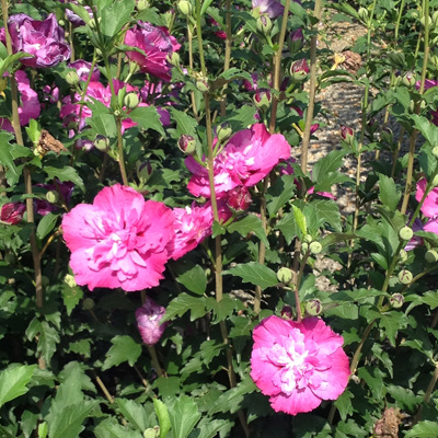 Raspberry Smoothie Rose of Sharon 'Althea' 2-gal