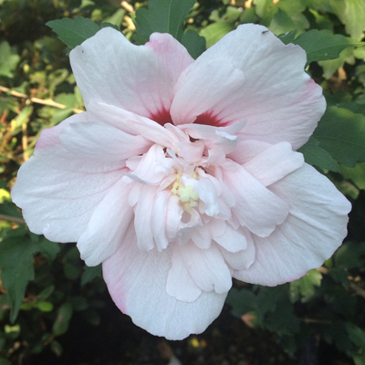 Strawberry Smoothie Rose of Sharon 'Althea' 3-5 gal