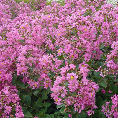 Hopi Crape Myrtle 3-5G