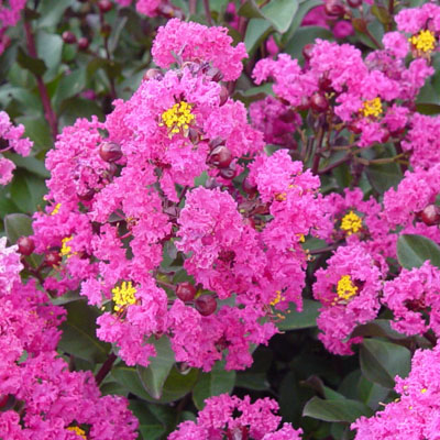 Pink Velour Crape Myrtle 3-5G