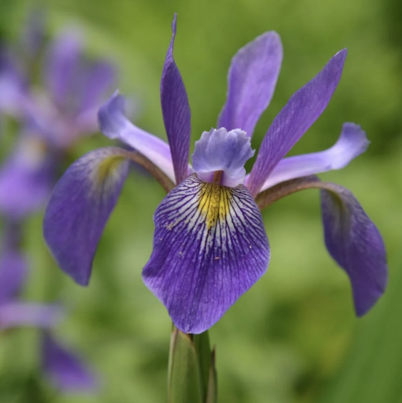 Purple Flame Versicolor Iris 
