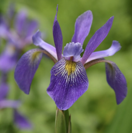 Purple Flame Versicolor Iris 