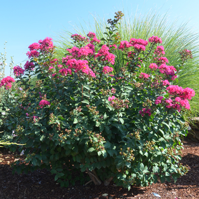 Princess Zoey Crape Myrtle 3-5G