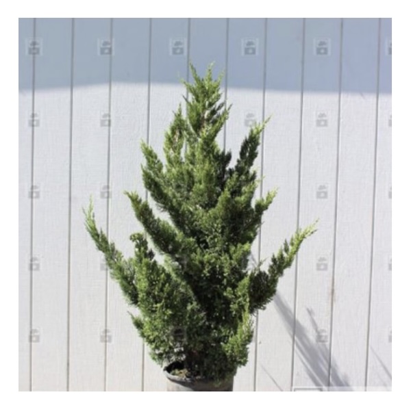 Hooks Juniper 14'