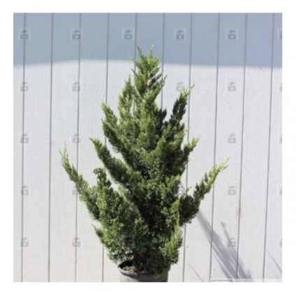 Hooks Juniper 14'