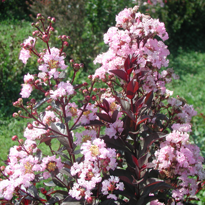 Rhapsody n Pink Crape Myrtle 5G