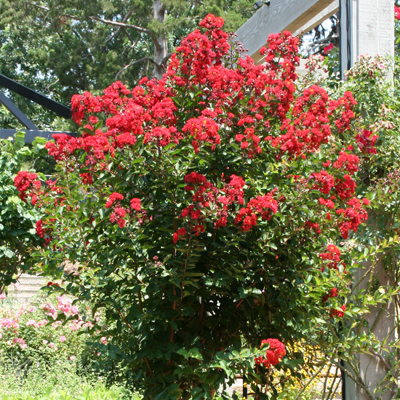 Red Rocket Crape Myrtle 3-5G