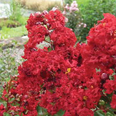 Siren Red Crape Myrtle 3-5G