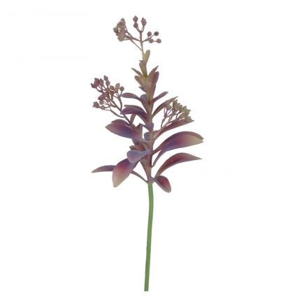 STEM, LAGOTIS SUCCULENT BURGUNDY
