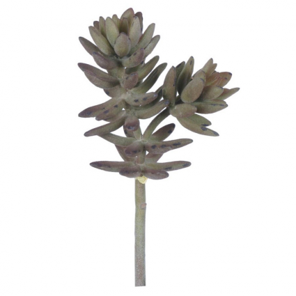 STEM, SEDUM PACHYPHYLUM 10"