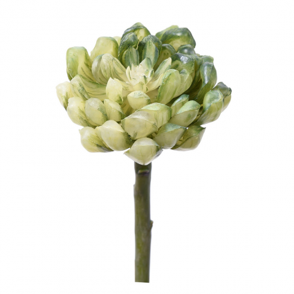 STEM, SUCCULENT 6.69"