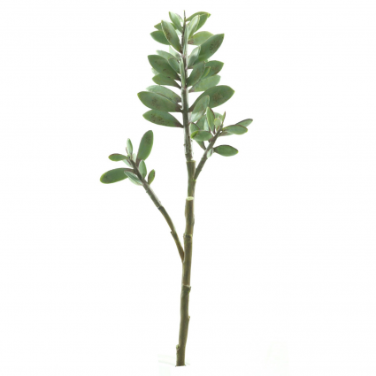 STEM, JADE SUCCULENT 17"