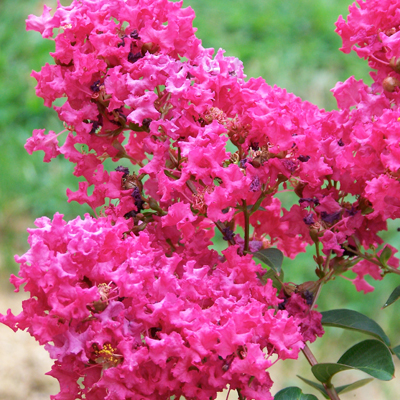  Tonto Crape Myrtle 3-5G