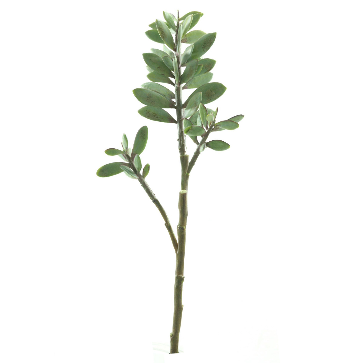 STEM, SUCCULENT 20"