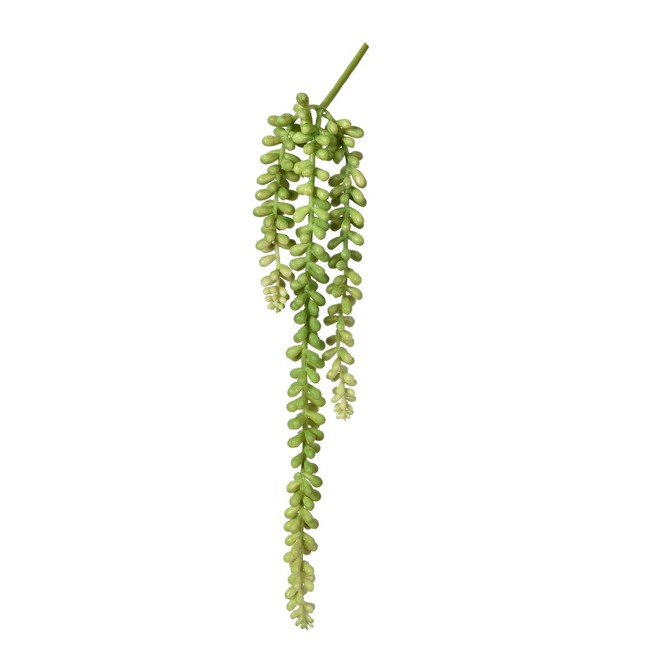 STEM, STRING OF PEARL SUCCULENT