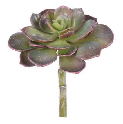 STEM, ECHEVERIA PEARL VON SUCC
