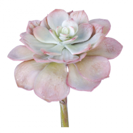 STEM, ECHEVERIA PEARL VON SUCC