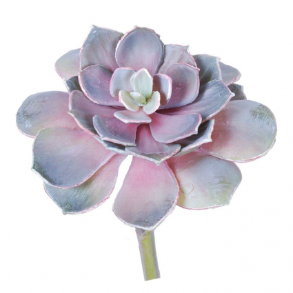 STEM, ECHEVERIA PEARL VON SUCC