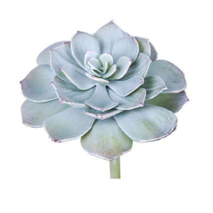 STEM, ECHEVERIA PEARL VON SUCC
