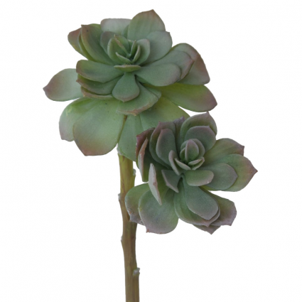 STEM, MED ROSETTE SUCULENT