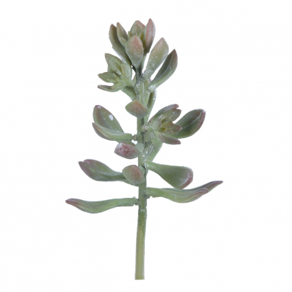 Gem Lotus Succulent Stem