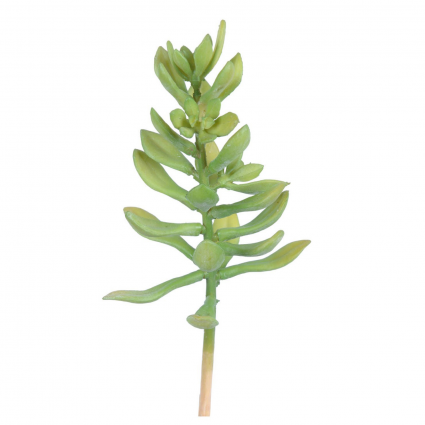 STEM, GEM LOTUS SUCCULENT