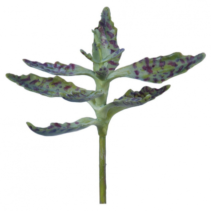 STEM, KALANCHOE 10"