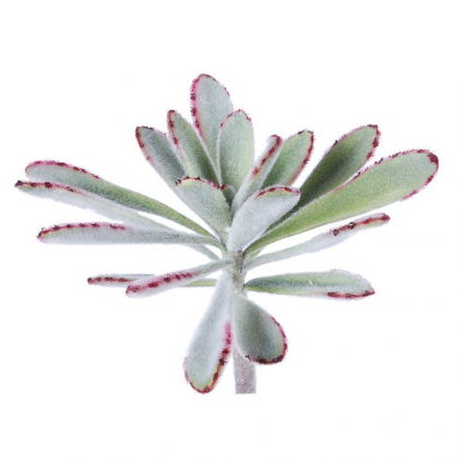 STEM, SUCCULENT PANDA PLANT 8.5"