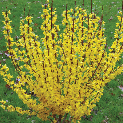 Show Off  Forsythia 2G