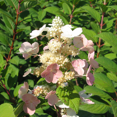 Quick Fire® Panicle Hydrangea 2G