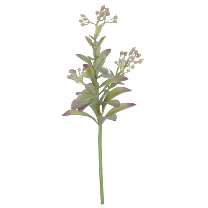 STEM, LAGOTIS SUCCULENT GRN/BURG