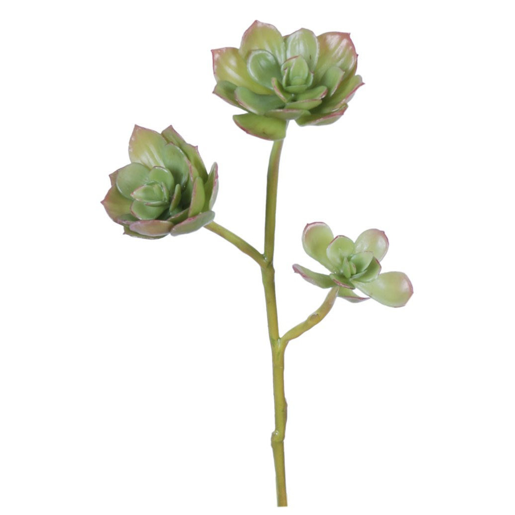STEM, ECHEVERIA X3 12"