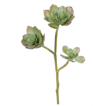 STEM, ECHEVERIA X3 12"