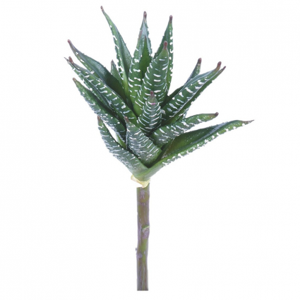 STEM, ALOE HAWORTHIOIDES 10"