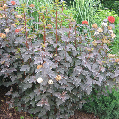 NINEBARK, DIABLO 3-5 GALLON