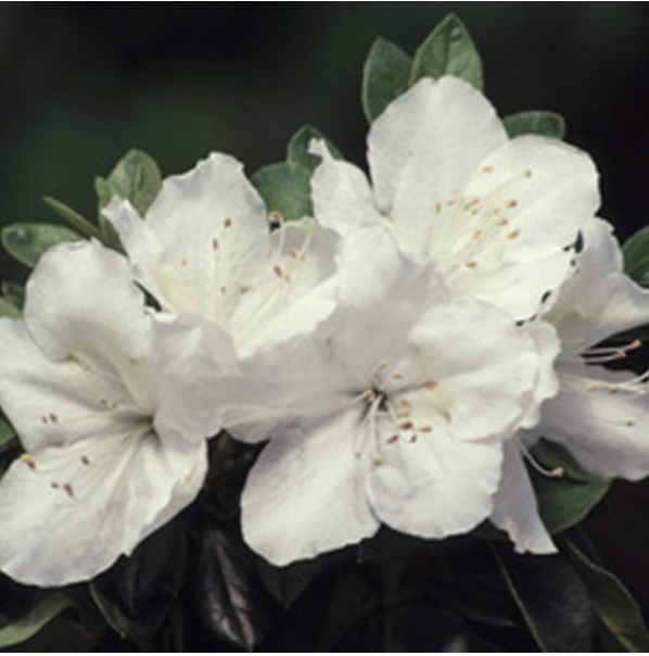 'Girard's Pleasant White' Azalea 5G