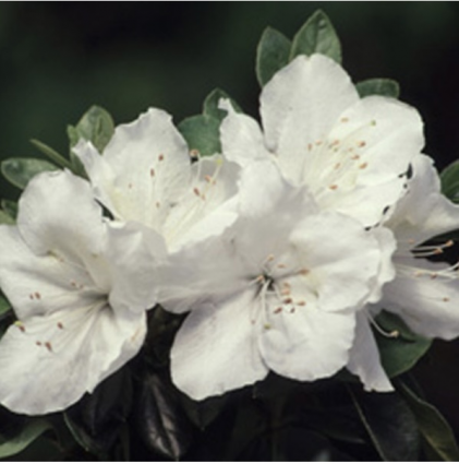 'Girard's Pleasant White' Azalea 5G