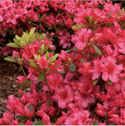 'Girard's Rose' Azalea 1G