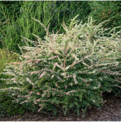 Sunjoy Sequins® Barberry 2G