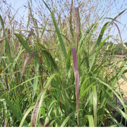 Shenandoah Switch Grass 2G