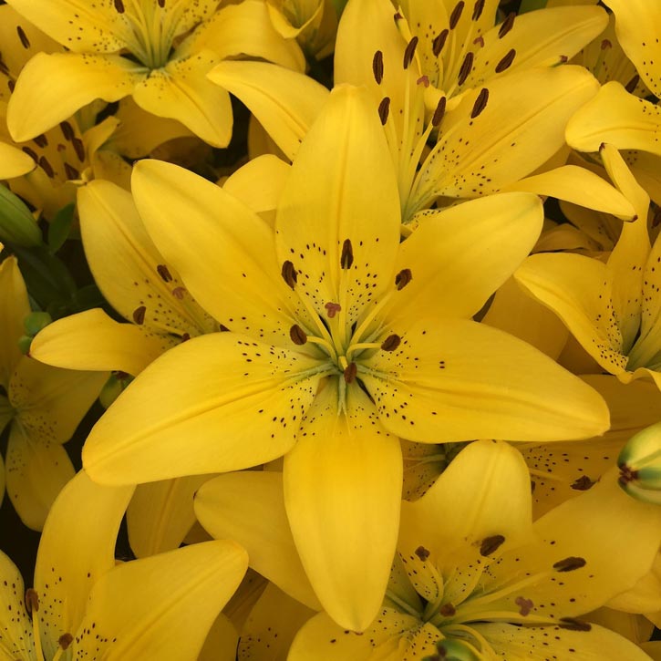 Golden Matrix Asiatic Lily