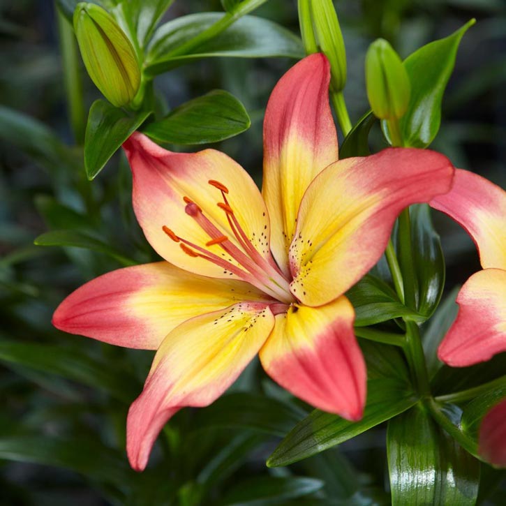 Heartstrings Asiatic Lily