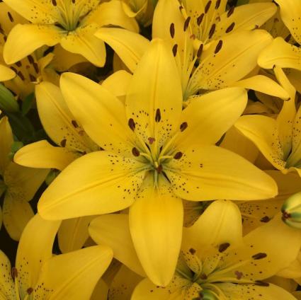 Golden Matrix Asiatic Lily