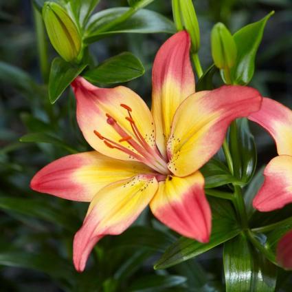 Heartstrings Asiatic Lily