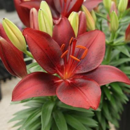 Tiny Comfort Asiatic Lily