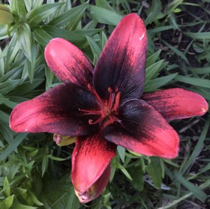 Tiny Shadow Asiatic Lily