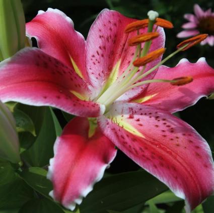 After Eight Oriental Lily