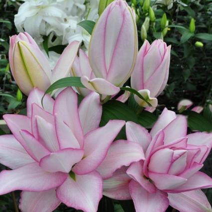 Anouska Oriental Lily