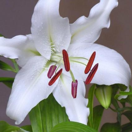 Casa Blanca Oriental Lily